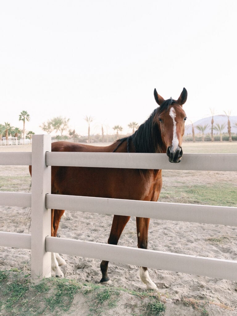 A brown horse standing by a white wooden fence at a desert ranch estate, shot on film by a Palm Springs wedding photographer.